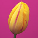 tiff368's Avatar